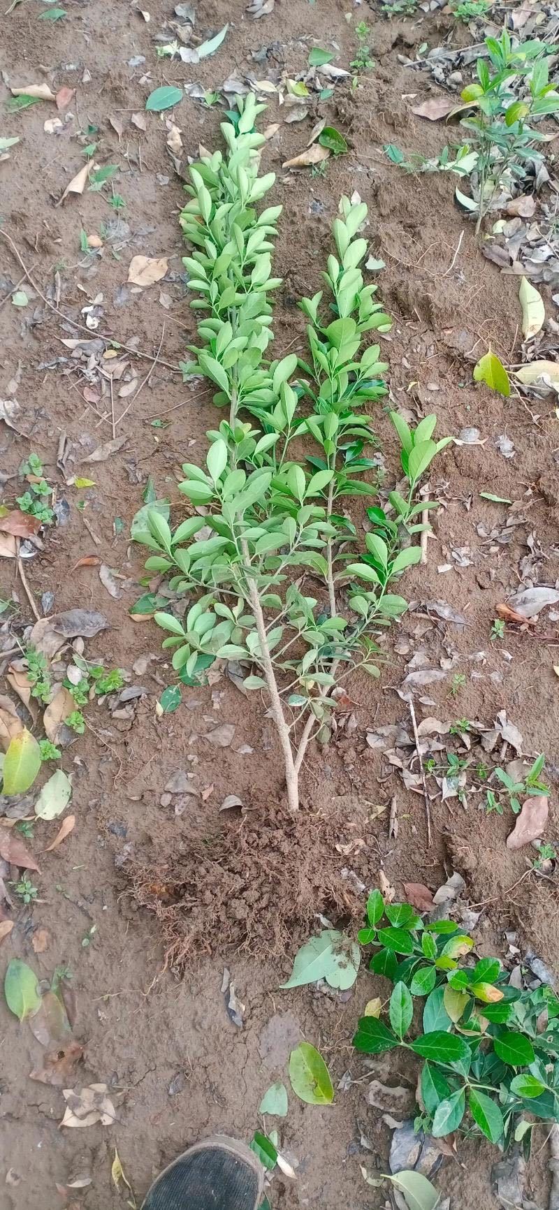 冬青树苗室外绿化植物北海道树苗