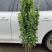 冬青树苗室外绿化植物北海道树苗