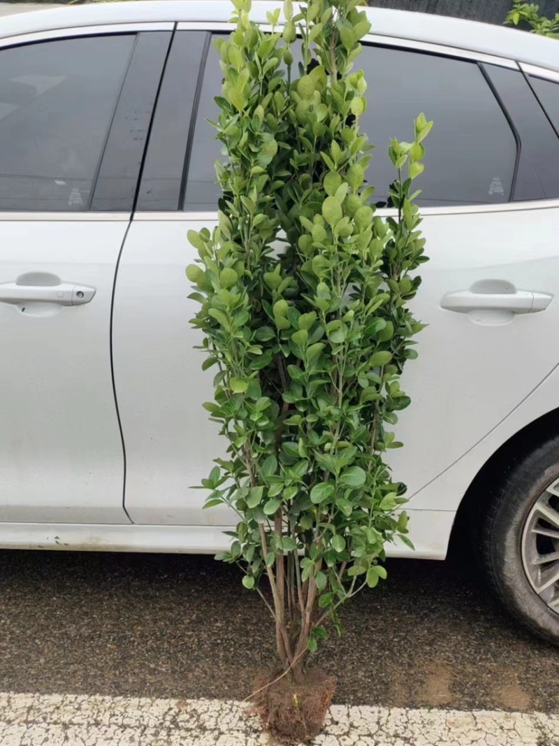 冬青树苗室外绿化植物北海道树苗