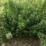 冬青树苗室外绿化植物北海道树苗