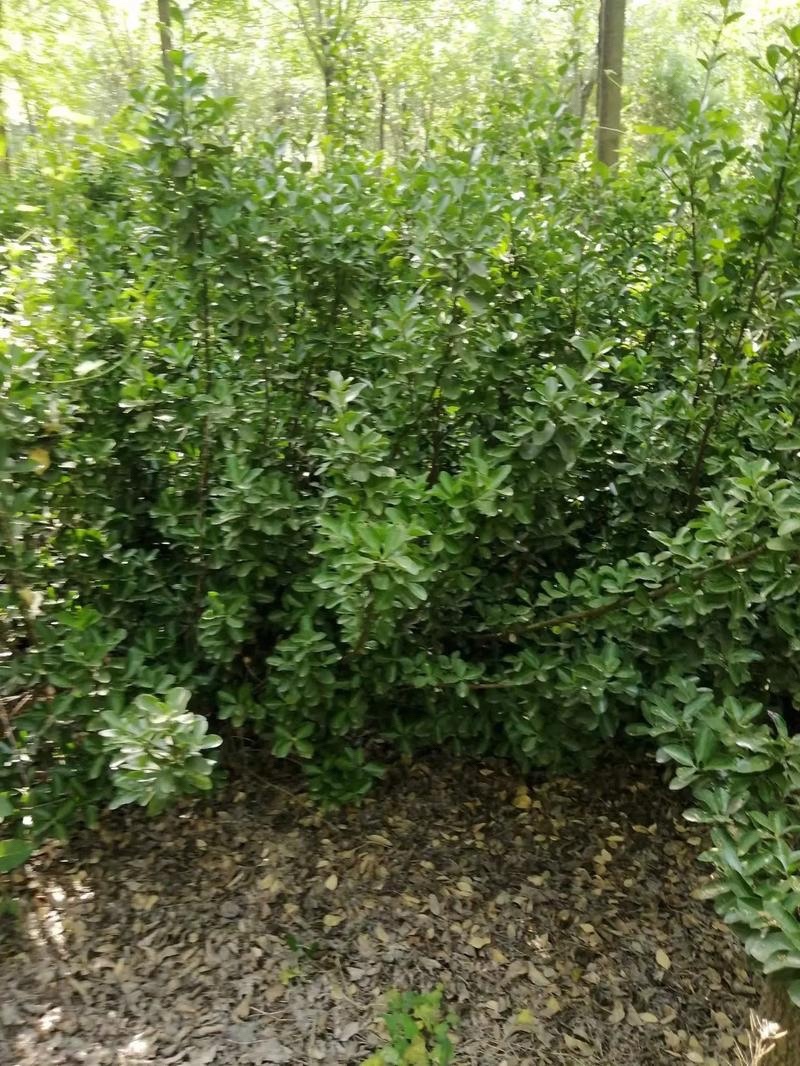 冬青树苗室外绿化植物北海道树苗