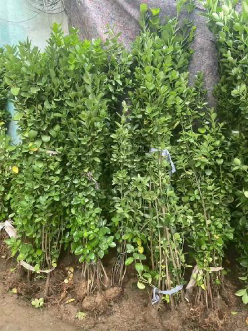 冬青树苗室外绿化植物北海道树苗