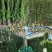 冬青树苗室外绿化植物北海道树苗
