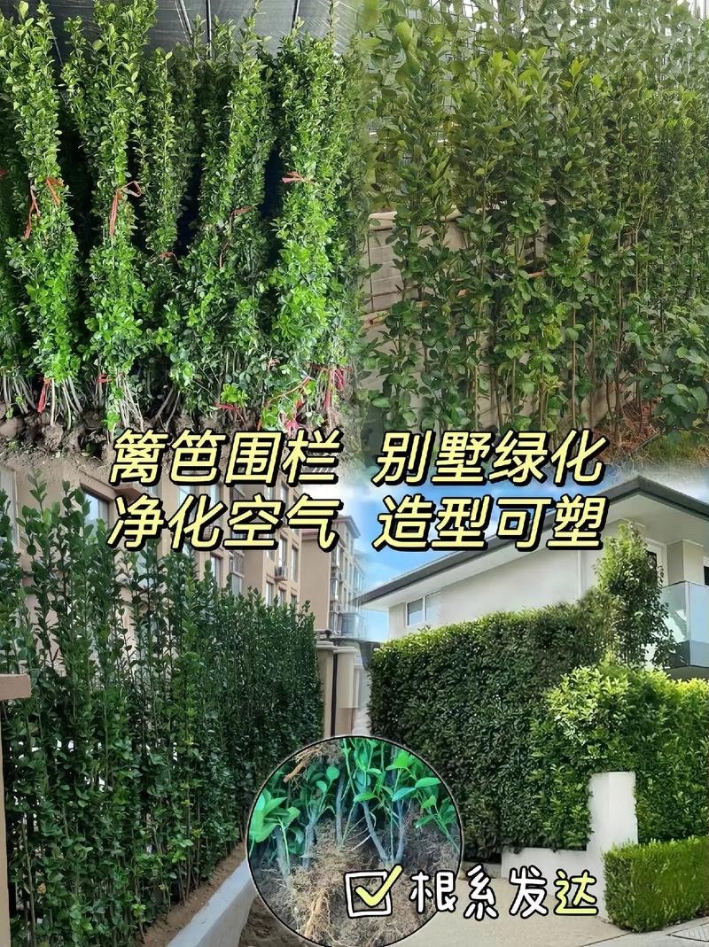 冬青树苗室外绿化植物北海道树苗