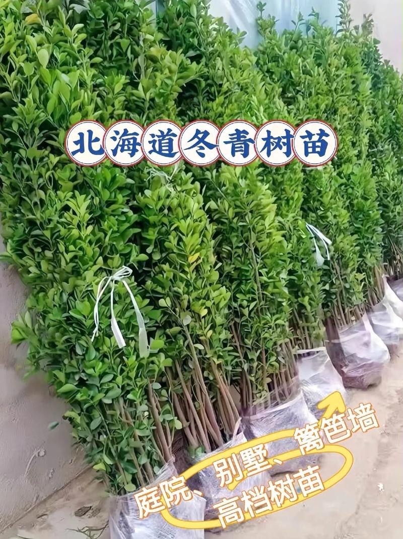 冬青树苗室外绿化植物北海道树苗