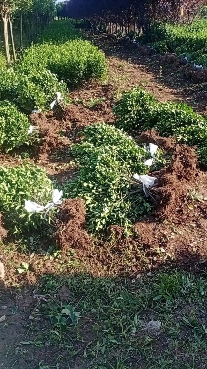 冬青树苗室外绿化植物北海道树苗