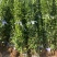 冬青树苗室外绿化植物北海道树苗
