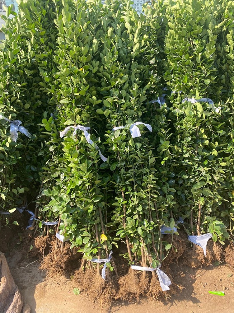 冬青树苗室外绿化植物北海道树苗