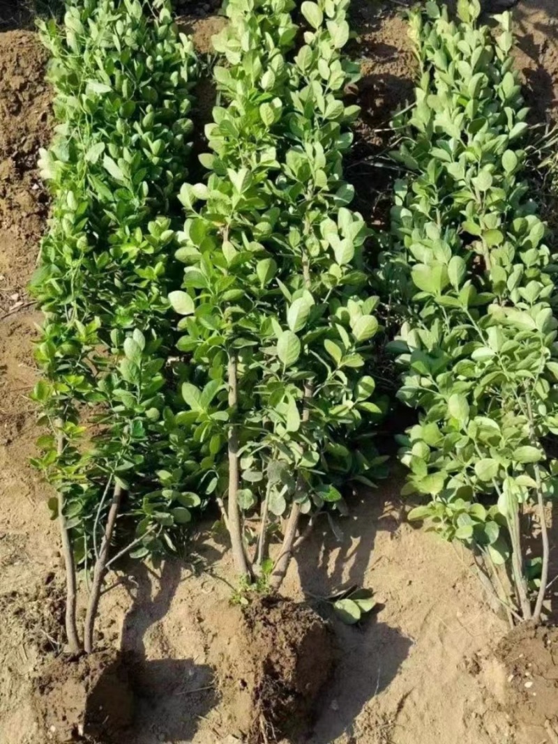 冬青树苗室外绿化植物北海道树苗
