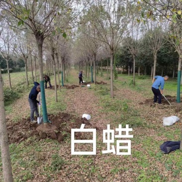 白蜡树苗金叶白蜡小苗速生白蜡