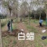 白蜡树苗金叶白蜡小苗速生白蜡