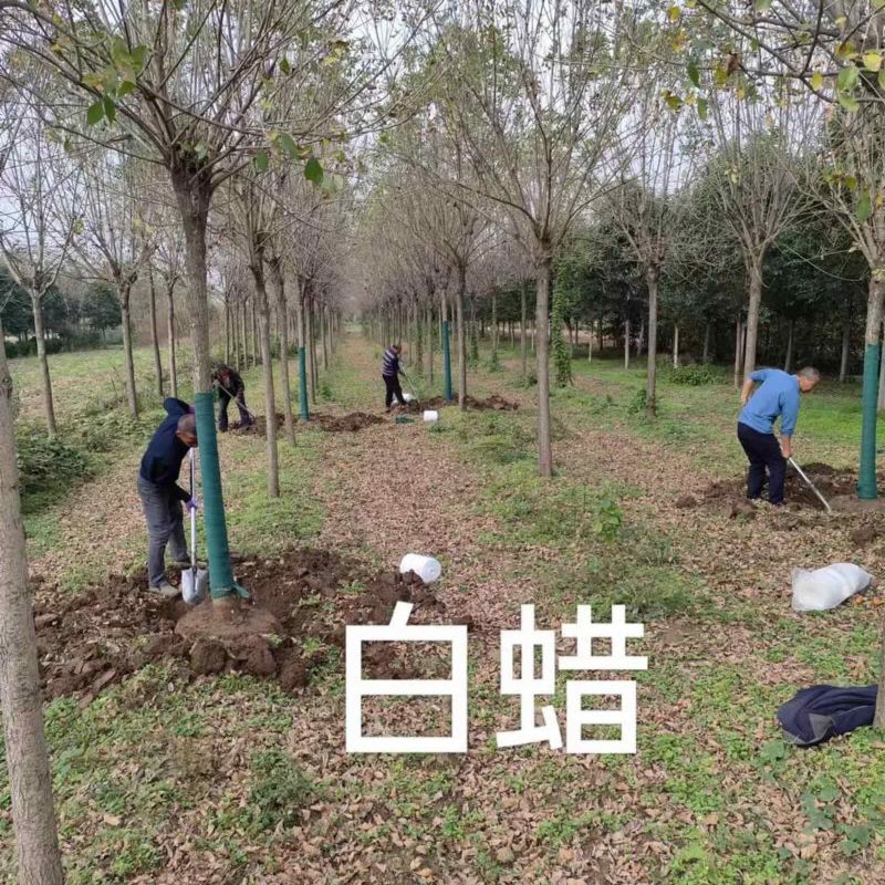 白蜡树苗金叶白蜡小苗速生白蜡