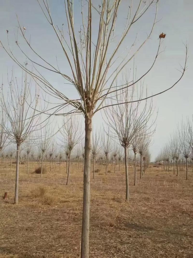 白蜡树苗金叶白蜡小苗速生白蜡
