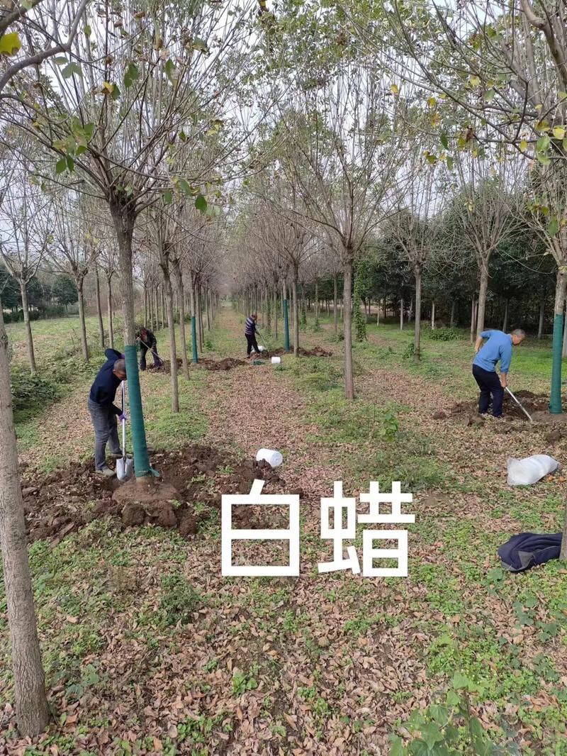 白蜡树苗金叶白蜡小苗速生白蜡