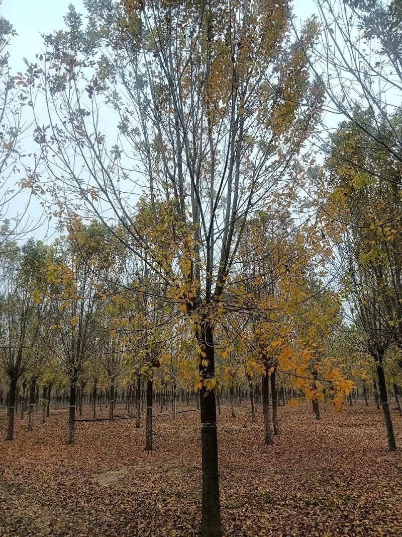 白蜡树苗金叶白蜡小苗速生白蜡