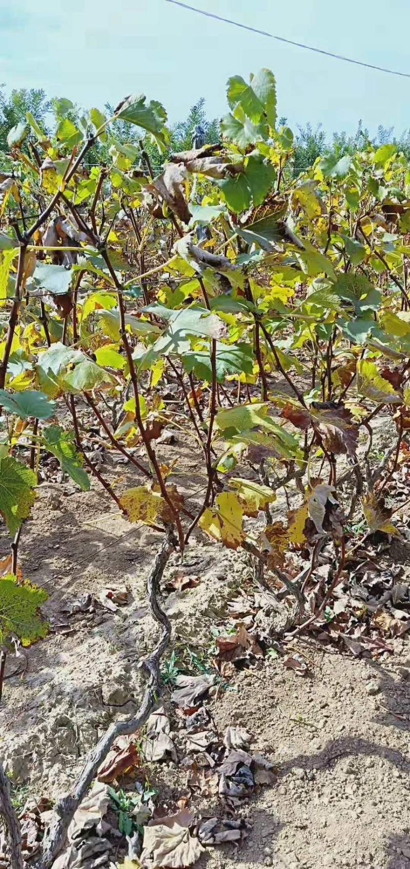 占地树苗葡萄树苗现挖现发基地直销量大从优