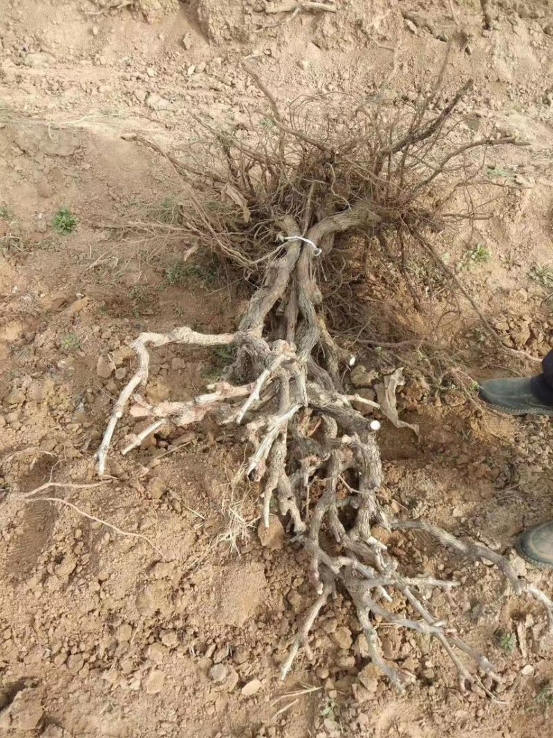 占地树苗葡萄树苗现挖现发基地直销量大从优
