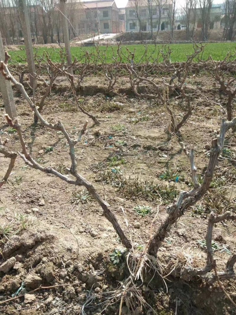占地树苗葡萄树苗现挖现发基地直销量大从优