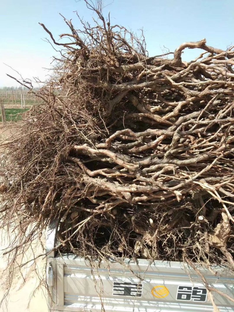 占地树苗葡萄树苗现挖现发基地直销量大从优