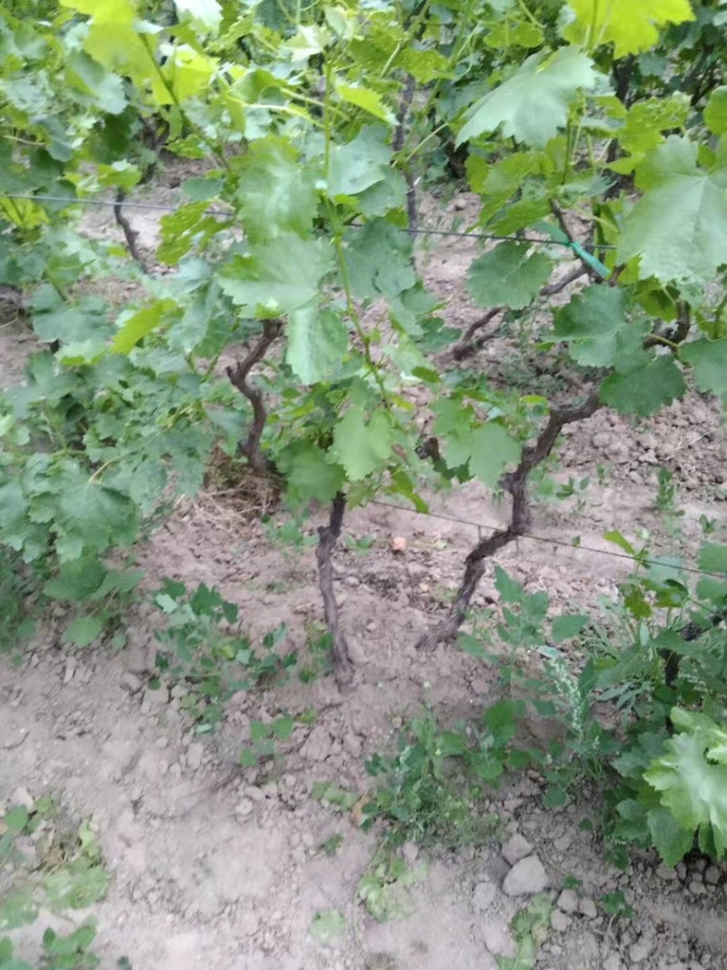 占地树苗葡萄树苗现挖现发基地直销量大从优