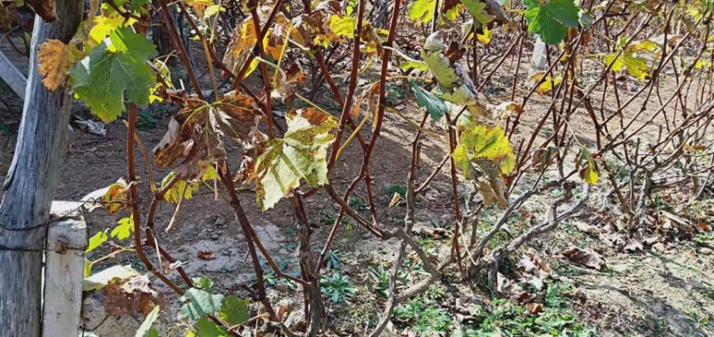 占地树苗葡萄树苗现挖现发基地直销量大从优