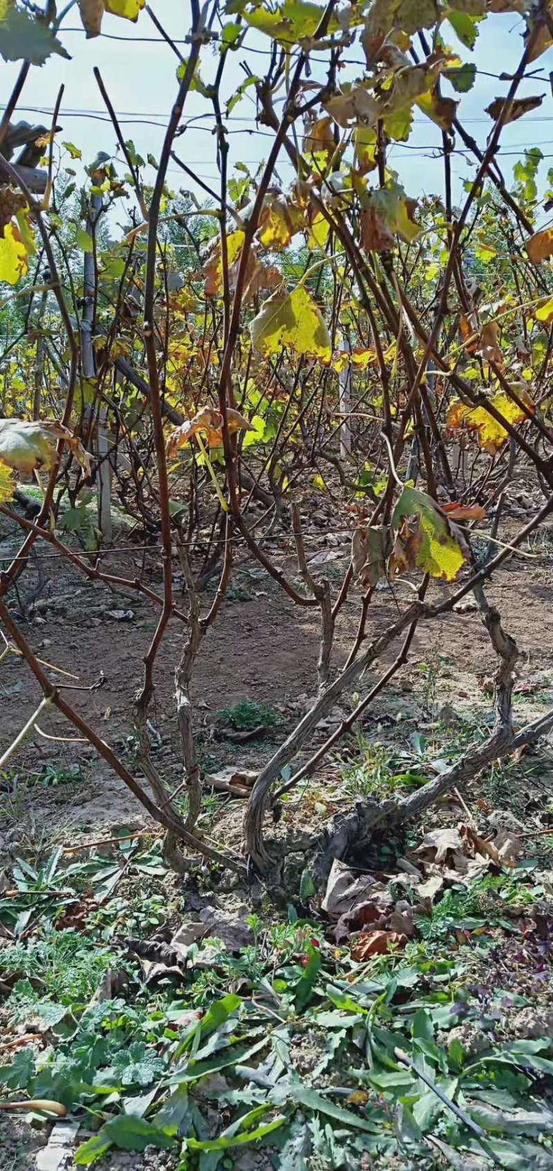 占地树苗葡萄树苗现挖现发基地直销量大从优