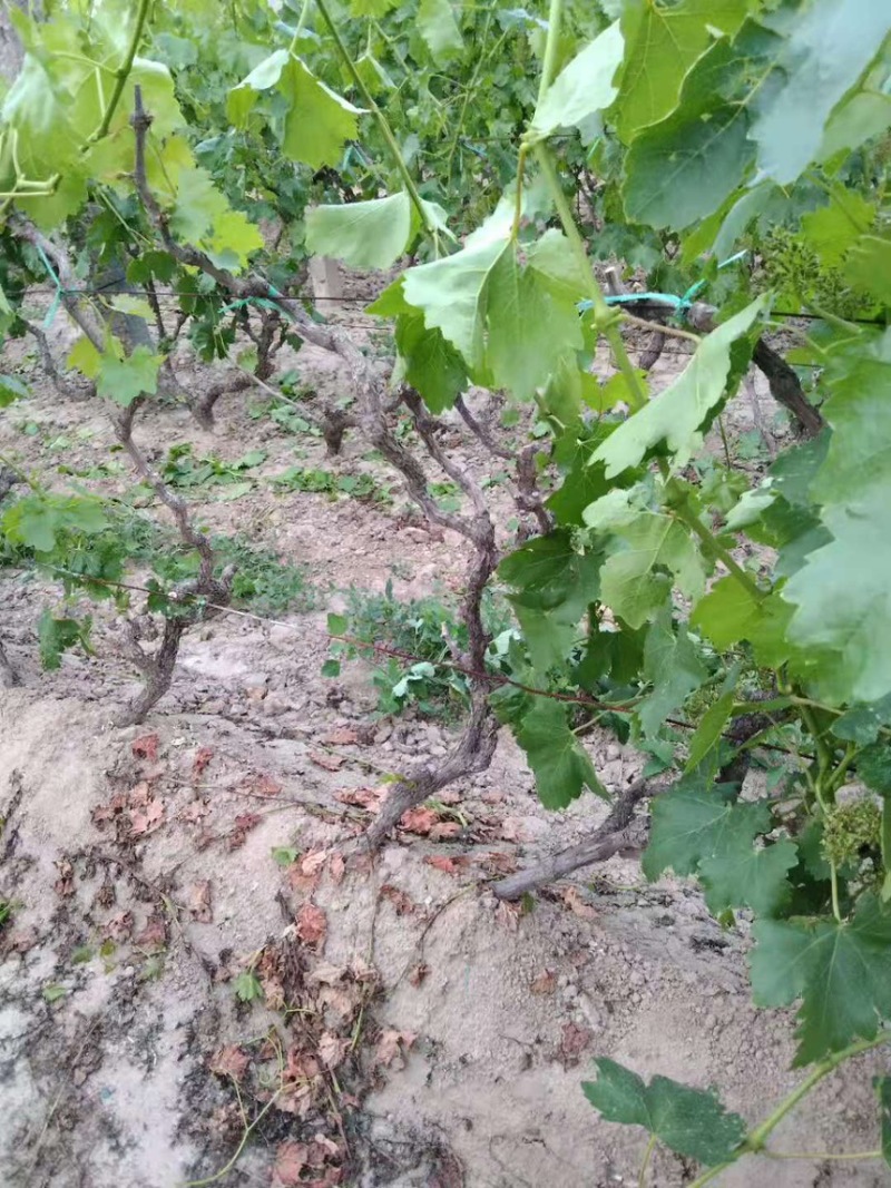占地树苗葡萄树苗现挖现发基地直销量大从优