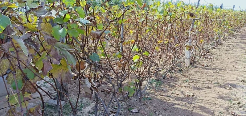 占地树苗葡萄树苗现挖现发基地直销量大从优