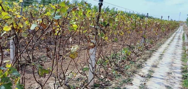 占地树苗葡萄树苗现挖现发基地直销量大从优