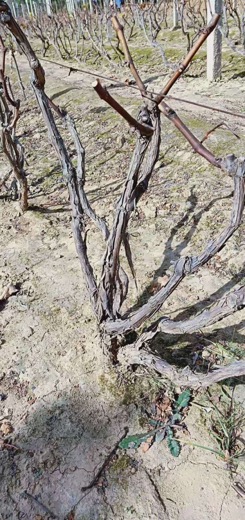 占地树苗葡萄树苗现挖现发基地直销量大从优