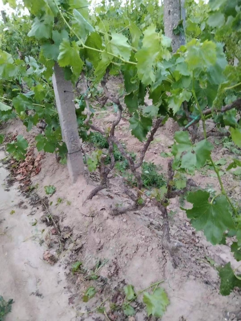 占地树苗葡萄树苗现挖现发基地直销量大从优