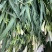 香雪兰水培鲜花小仓兰鲜切花云南基地现采现发香味浓花期长