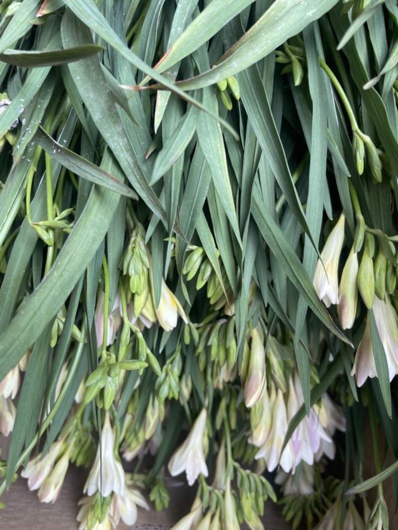 香雪兰水培鲜花小仓兰鲜切花云南基地现采现发香味浓花期长