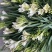 香雪兰水培鲜花小仓兰鲜切花云南基地现采现发香味浓花期长