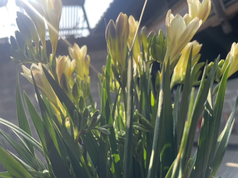 香雪兰水培鲜花小仓兰鲜切花云南基地现采现发香味浓花期长
