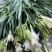 香雪兰水培鲜花小仓兰鲜切花云南基地现采现发香味浓花期长
