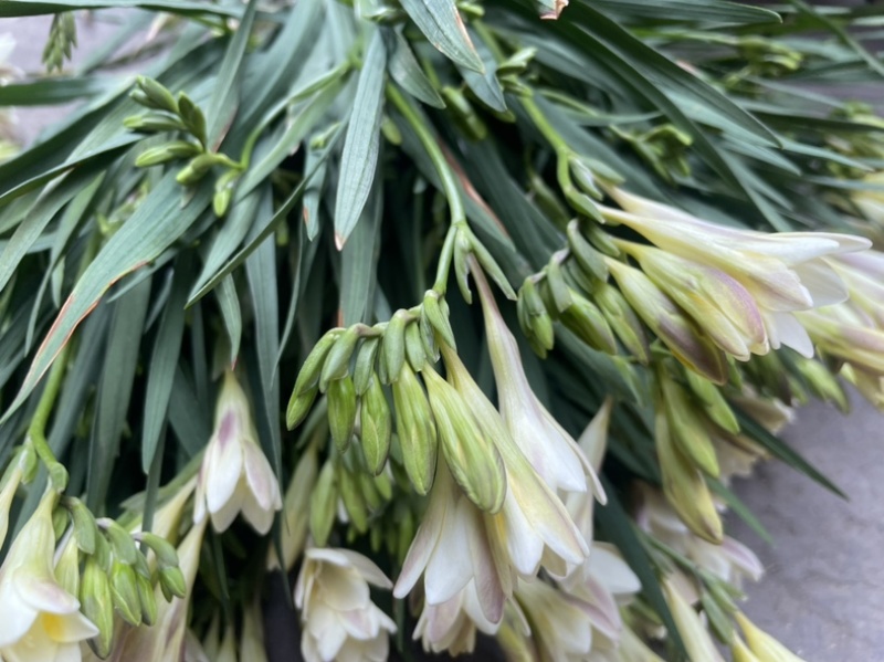 香雪兰水培鲜花小仓兰鲜切花云南基地现采现发香味浓花期长