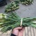 香雪兰水培鲜花小仓兰鲜切花云南基地现采现发香味浓花期长