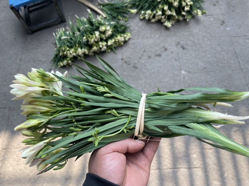 香雪兰水培鲜花小仓兰鲜切花云南基地现采现发香味浓花期长