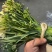 香雪兰水培鲜花小仓兰鲜切花云南基地现采现发香味浓花期长