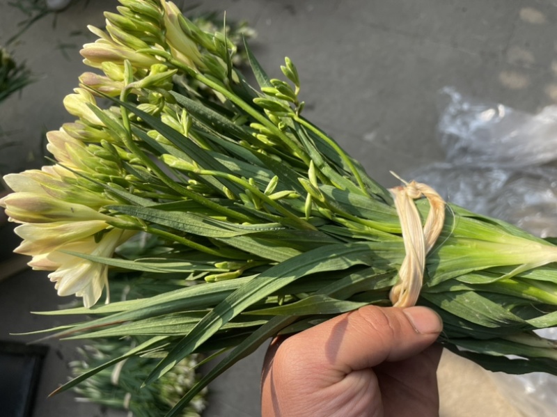 香雪兰水培鲜花小仓兰鲜切花云南基地现采现发香味浓花期长