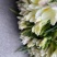 香雪兰水培鲜花小仓兰鲜切花云南基地现采现发香味浓花期长
