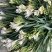 香雪兰水培鲜花小仓兰鲜切花云南基地现采现发香味浓花期长