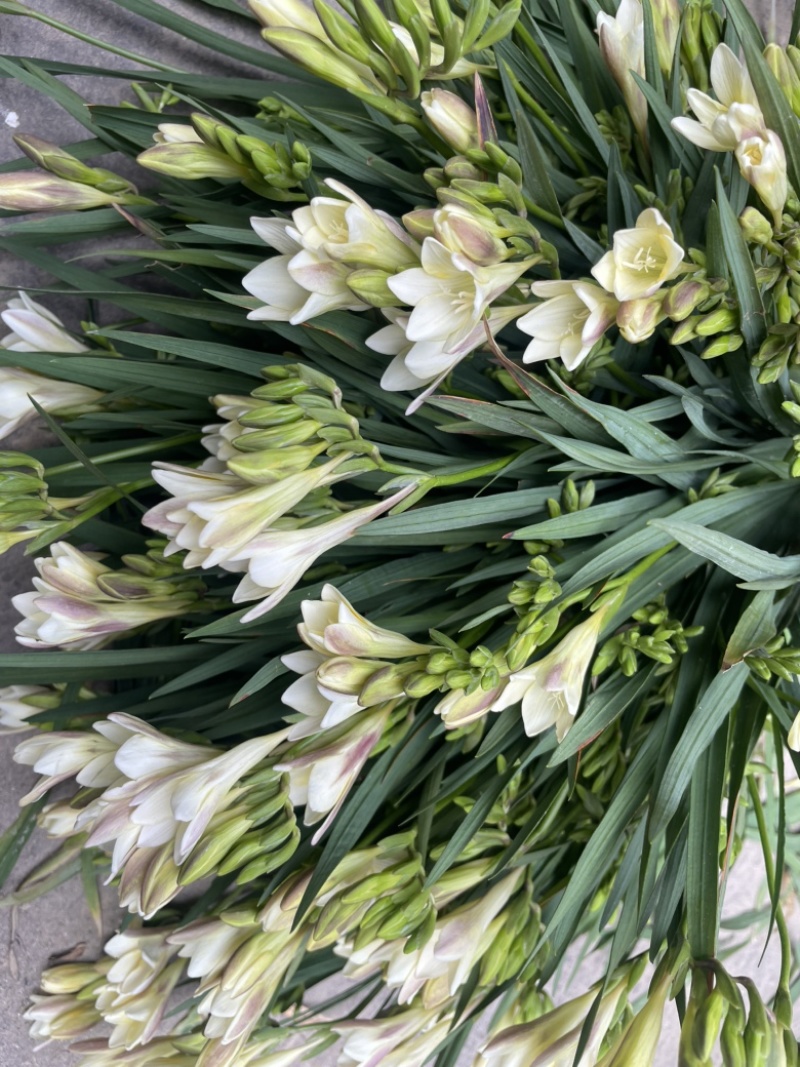 香雪兰水培鲜花小仓兰鲜切花云南基地现采现发香味浓花期长