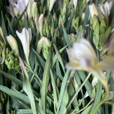 香雪兰水培鲜花小仓兰鲜切花云南基地现采现发香味浓花期长