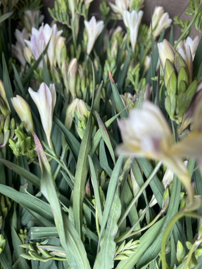香雪兰水培鲜花小仓兰鲜切花云南基地现采现发香味浓花期长