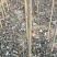 速生杨107