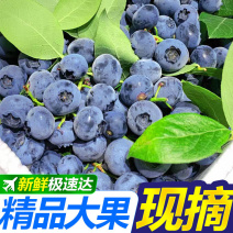 精品蓝莓，支持一件代发，新鲜采摘蓝莓
