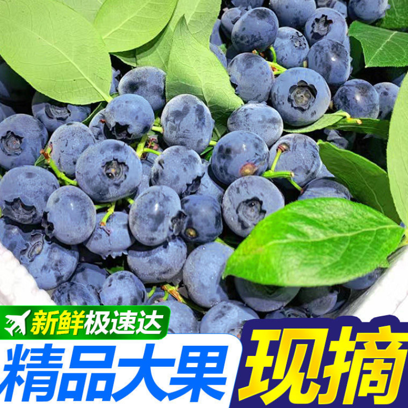 精品蓝莓，支持一件代发，新鲜采摘蓝莓