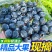 蓝莓，新鲜每日采摘发货，精品蓝莓，一件代发